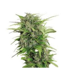 AK-47 Regular Strain