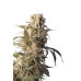 AK-47 Regular Strain