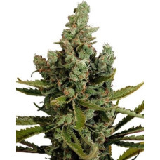 Cheese Cannabis Regular Seeds
