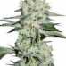 Cheese Cannabis Regular Seeds