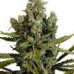 Cheese Cannabis Regular Seeds