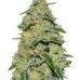 Cheese Cannabis Regular Seeds