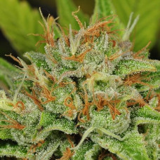 Hindu Kush Regular Seeds