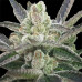 Hindu Kush Regular Seeds