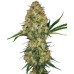 Hindu Kush Regular Seeds