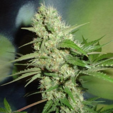 Jack Herer Regular Strain