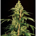 Jack Herer Regular Strain