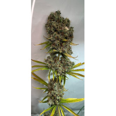 Kali Mist Regular Strain