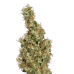 Kali Mist Regular Strain