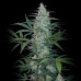 Kali Mist Regular Strain