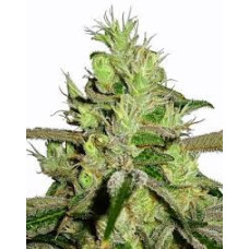 Lemon Skunk Regular Seeds