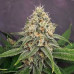 Lemon Skunk Regular Seeds