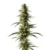 Lemon Skunk Regular Seeds