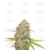 Lemon Skunk Regular Seeds