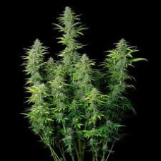 Northern Light Auto