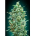 Northern Light Auto
