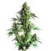 Northern Light Auto