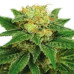 Northern Light Auto