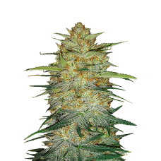 ORIGINAL AUTO OG KUSH