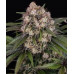 ORIGINAL AUTO OG KUSH