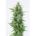 ORIGINAL AUTO OG KUSH