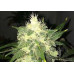 ORIGINAL AUTO OG KUSH