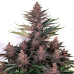 Purple Kush Seeds