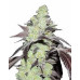 Purple Kush Seeds