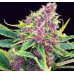 Purple Kush Seeds