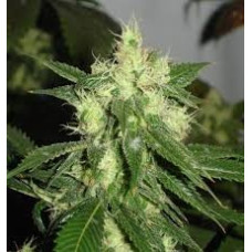 Sour Diesel Regular Strain