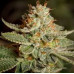Sour Diesel Regular Strain