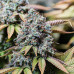 Sour Diesel Regular Strain