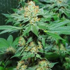Super Skunk Seeds