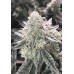 Super Skunk Seeds