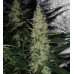 Super Skunk Seeds