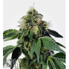 Trainwreck Regular Seeds