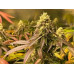 Trainwreck Regular Seeds