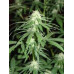 Trainwreck Regular Seeds