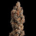 Trainwreck Regular Seeds